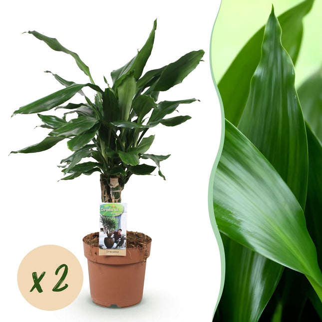 Dracaena fragrans Steudneri – 2 pflegeleichte Drachenbäume – 50-55cm – 17cm – Robust & luftreinigend