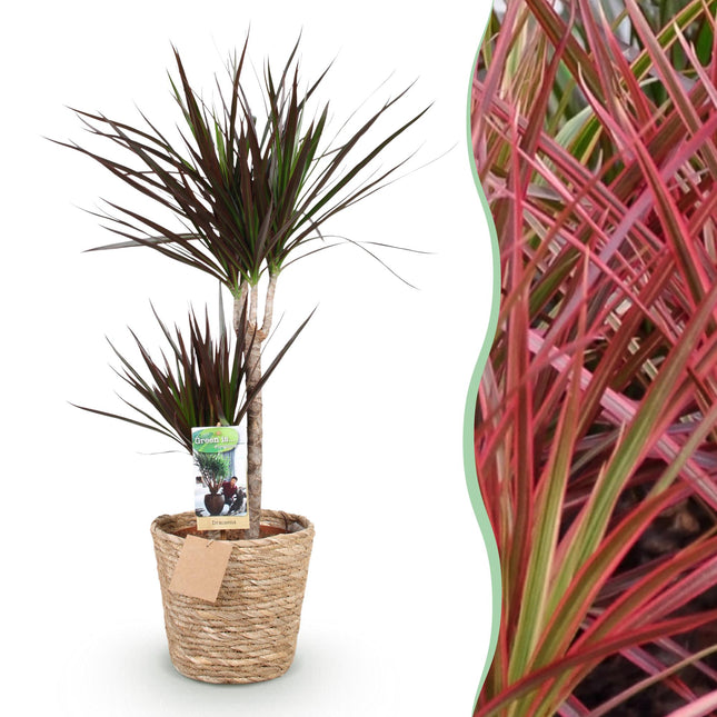 Dracaena Magenta – 90-100cm – 21cm inkl. Naturkorb – Pflegeleichter Drachenbaum – Tiefrote Stängel & grün – magenta Blattwerk