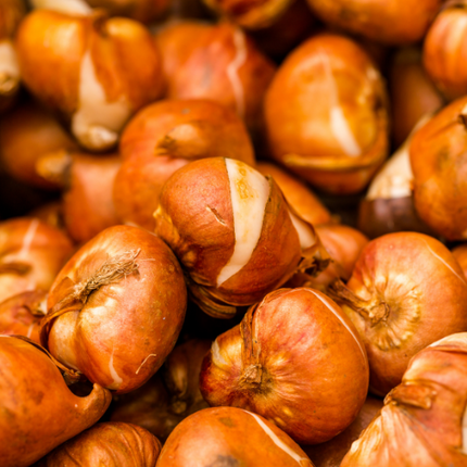 Tulpenzwiebeln Mix-Paket – 15 Beutel à 20 Zwiebeln – Insgesamt 300 Tulpenzwiebeln – Bunte Frühlingsblüher für Beet, Kübel & Vorgarten