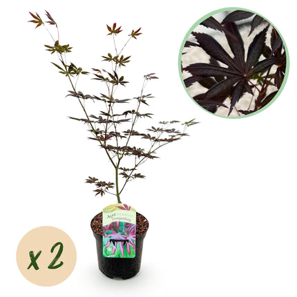 Japanischer Ahorn – Acer palmatum 'Trompenburg' – 2 Pflanzen – ca. 70cm hoch – Ø19cm – dunkelviolette Blätter – Balkon – & Gartenpflanze
