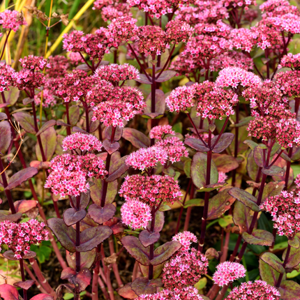 Sedum Matrona – 12 Pflanzen – Ø9cm – Höhe 10-25cm – Winterharte Fetthenne – Dunkelrosa Blüten