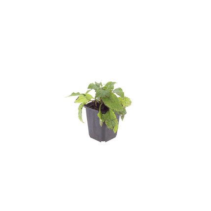 Symphytum grandiflorum – 60 Pflanzen – Ø9cm – Höhe 10-25cm – Großblütiger Beinwell – Bodendecker für Schattenbeet – Winterharte Staude