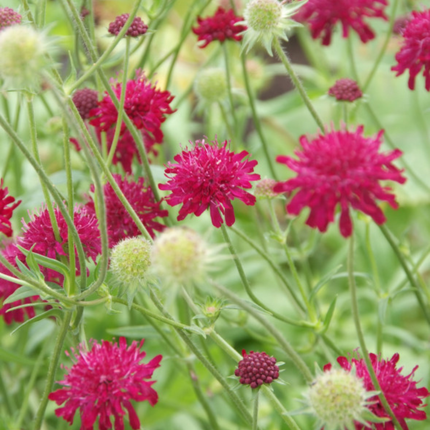 Knautia macedonica – 12 Pflanzen – Ø9cm – Höhe 10-25cm – Winterharte Staude – Tiefrote Blütendolden – Bienen