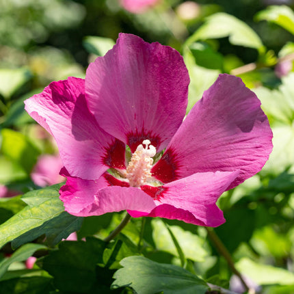 Garteneibisch Hibiscus syriacus Woodbridge – Strauch – Blüte Rosa – Laubabwerfend – Pflegeleicht – 17cm Höhe 45cm – Für Garten & Terrasse