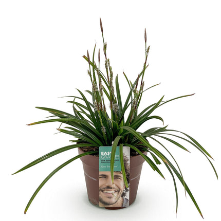 Ziergras Segge Carex morrowii Irish Green – Immergrün & winterhart – Frischgrünes Ziergras – Höhe ca. 50cm – 17cm – Für Beet, Kübel & Terrasse