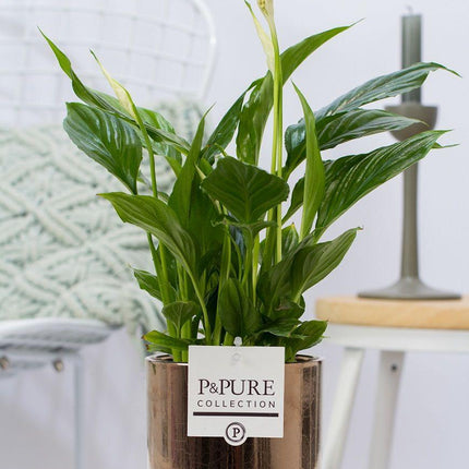 Spathiphyllum im Keramiktopf – Friedenslilie – Goldbronze – Ø12cm ↕35cm – Einblatt mit weißen Blüten – Luftreinigende Zimmerpflanze