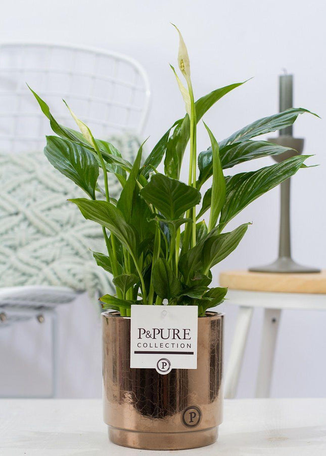Spathiphyllum im Keramiktopf – Friedenslilie – Goldbronze – Ø12cm ↕35cm – Einblatt mit weißen Blüten – Luftreinigende Zimmerpflanze
