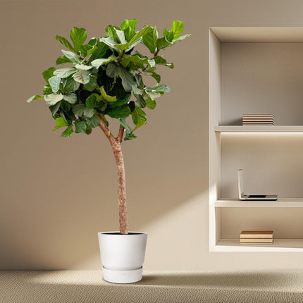 Ficus Lyrata Baum XXL 230cm – Geigenfeige Zimmerpflanze extra groß – Ø40-45cm – große glänzende Blätter – ideal für Wohnzimmer & Büro