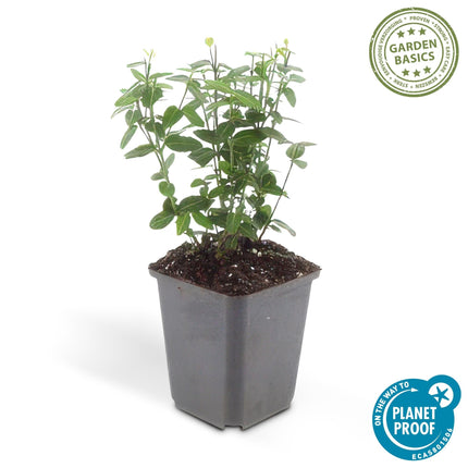 Euonymus fortunei radicans – Bodendecker – 48 Pflanzen – Ø9cm – ↕10–25cm – Immergrün & winterhart – Für Schatten & Flächenbegrünung