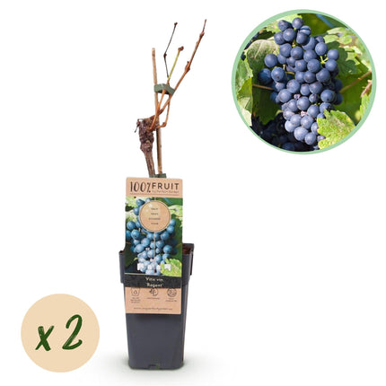 Weinrebe – Blaue Traube – Vitis vinifera Regent – Obstpflanze – 2 Pflanzen – 15cm – Höhe ca. 50cm