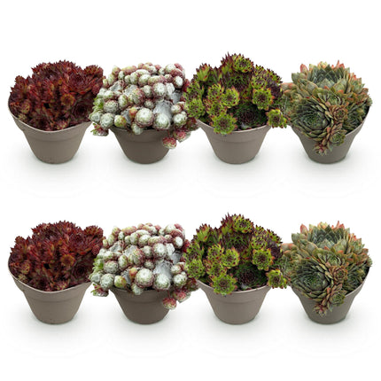 Bodendecker Sempervivum Big Sam – 8 Pflanzen – Winterhart – Verschiedene Farben – Pflegeleichte Hauswurz für Beete, Steingärten, Balkon & Terrasse – Ø14cm H17cm
