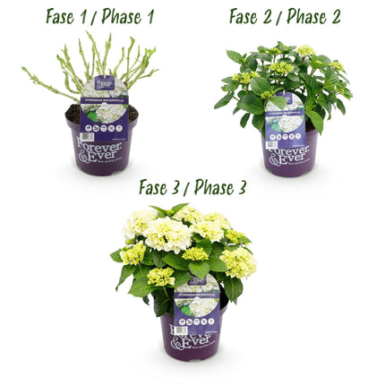 Hydrangea Forever & Ever Weiß – Hortensie Ø23cm – ↕55cm – 2 Pflanzen – Winterhart & reichblühend – Balkon & Garten – 7-12 Blüten