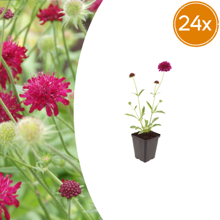 Knautia macedonica – 24 Pflanzen – Ø9cm – Höhe 10-25cm – Winterharte Staude – Tiefrote Blütendolden – Bienen