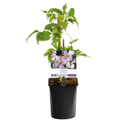 Kletterpflanze Clematis montana Rubens – Hellrosa Blüten – Frühblühend – 2 Pflanzen – 11 cm x H40 cm – Bis 10 m – Pflegeleicht – Ideal für Garten, Balkon & Pergola