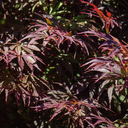 Japanischer Ahorn – Acer palmatum 'Trompenburg' – 2 Pflanzen – ca. 70cm hoch – Ø19cm – dunkelviolette Blätter – Balkon – & Gartenpflanze