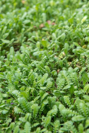 Fiederpolster Leptinella squalida – ↕10-25cm – Ø9cm – 40 Pflanzen – Bodendecker, Immergrün, Farnartige Blätter, Schattentauglich, Pflegeleicht