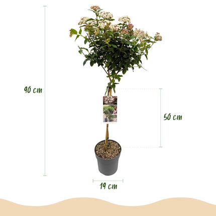 Viburnum tinus 'Eve Price' – Immergrüne Stamm-Pflanze – Höhe ca. 90 cm – Ø19 cm – Winterblühender Schneeball – Pflegeleicht – Für Balkon, Terrasse & Garten