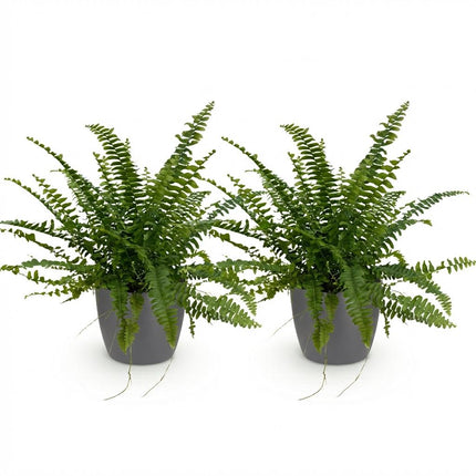 Nephrolepsis Exaltata Green Lady Farn – 2er Set Zimmerpflanzen im grauen Topf Ø12cm Höhe25cm – Haustierfreundliche Grünpflanze
