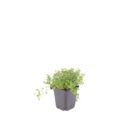 Thymus serpyllum Pflanzenset – 6 kräftige Sand – Thymian Pflanzen Ø9cm – Duftender Bodendecker für sonnige Standorte