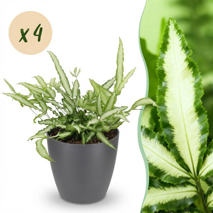 Pteris Cretica Albolineata Schwertfarn Pflanze 4er Set mit grauem Topf Ø12cm Höhe 20cm Haustierfreundliche Grünpflanze pflegeleicht für Zimmer & Büro