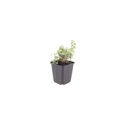Nepeta Grol Katzenminze – 12 Pflanzen – Ø9cm – Höhe 10-25cm – Winterharte Staude – Blauviolette Blüten – Bienenfreundlich für Beet & Rabatte