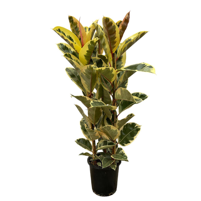 Ficus Elastica 'Tineke' – Gummibaum – Zimmerpflanze – Ø28cm – Höhe ca. 160cm – Großblättrige, pflegeleichte Pflanze – Für helle Innenräume & Büros
