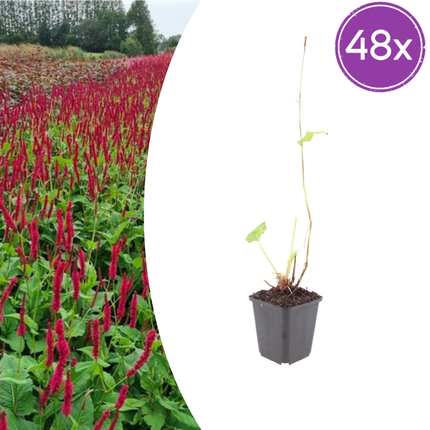 Persicaria amplexicaulis Blackfield – 48 Pflanzen – Ø9cm – Höhe 10-25cm – Winterharte Staude – Dunkelrote Blütenähren