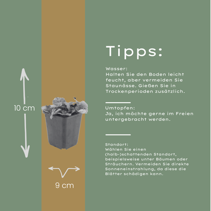 Tiarella cordifolia – 24 Pflanzen – Ø9cm – Höhe 10-25cm – Winterharte Schattenstaude – Weiße Blüten – Bodendecker für Gehölzrand, Beet & Waldgarten