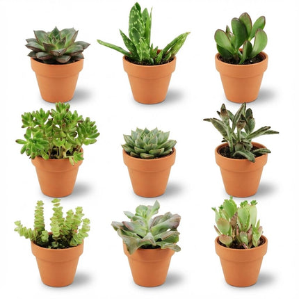 Mini Sukkulenten Mix – 9 Pflanzen – Ø8,1cm Terrakottatöpfe – Höhe 5-10cm – Pflegeleichte Zimmerpflanzen