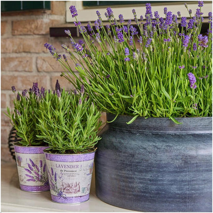 Echter Lavendel Lavandula stoechas Anouk – 3 Pflanzen – Duftender Schopflavendel im Dekotopf Lavenderprint – Ø13cm – Winterhart