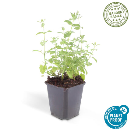 Katzenminze Nepeta 'Six Hills Giant' – 24Pflanzen – ↕10-25cm – Ø9cm – Lila – blaue Blüten – Pflegeleichte & Trockenheitsresistente Staude