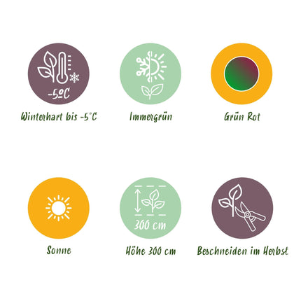 Bananenpflanze Musa sikkimensis Red Tiger – 2 Pflanzen – Tropische Gartenbanane – Ø12 cm, Höhe ca. 30 cm – Exotischer Blickfang für Beet, Balkon & Terrasse