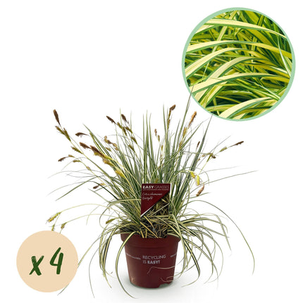 Ziergras Carex oshimensis 'Evergold' – Immergrün – 4 Pflanzen – Topf Ø17 cm – Höhe 50 cm – Gelb-grün gestreiftes Laub – Pflegeleicht – Für Sonne & Schatten – Ideal für Beet, Balkon & Kübel
