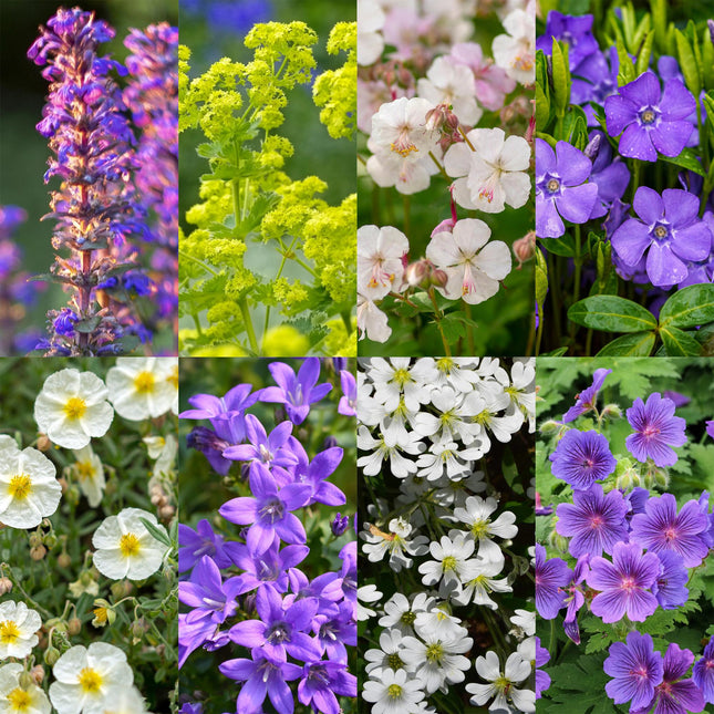 Staudenpaket – Bodendecker – 8 Stauden für 1 m² – Farbige Blühstauden – Pflegeleicht – Unkrauthemmend – Für sonnige Standorte – Topf Ø11 cm