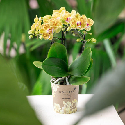 Phalaenopsis Orchidee Gelb ‘Lima’ – Ø9cm – Kompakte Zimmerpflanze mit 2-3 Blütenstielen – Gelbe Blüten mit rotem Muster & violetter Lippe
