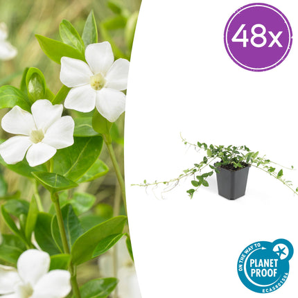 Vinca minor 'Alba' – 48 Pflanzen – ↕10-25cm – Ø9cm – Winterharter Bodendecker mit weißen Blüten – Pflegeleicht & schnellwachsend – Für Sonne & Schatten