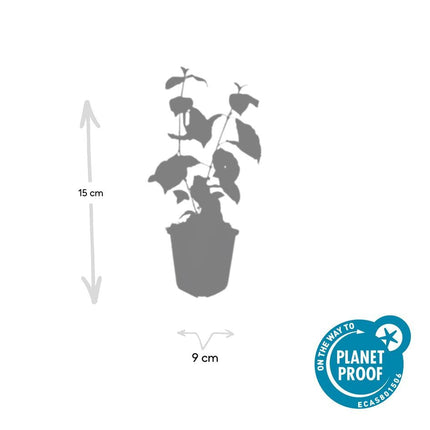 Cornus sanguinea 'Midwinter Fire' – 48 Pflanzen – ↕10-25cm – Ø9cm – Winterharte Ziersträucher – Leuchtend Rote Zweige – Pflegeleicht & Vogelfreundlich