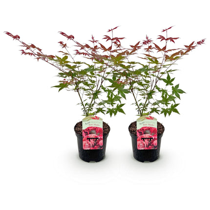 Japanischer Ahorn – Acer palmatum 'Beni Maiko' – 2 Pflanzen – ca. 70cm hoch – Ø19cm – tiefgrünes Laub, herbstlich scharlachrot