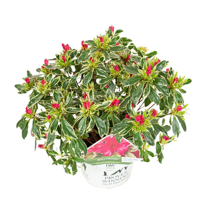 Rhododendron Bollywood – Azalee im Ø19cm – ↕30cm Höhe – Immergrüne Zierpflanze mit farbenprächtigen Blüten – Für Garten, Terrasse & Innenbereich