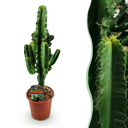 Euphorbia eritrea – Afrikanischer Milchbaum – 60cm – 17cm – Pflegeleichter Wolfsmilchkaktus in kräftigem Grün