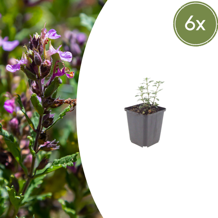 Teucrium lucidrys – 6 Pflanzen – Ø9cm – Höhe 10-25cm – Immergrüner Halbstrauch – Schnittverträglich – Für Hecke, Steingarten & moderne Gartenanlagen