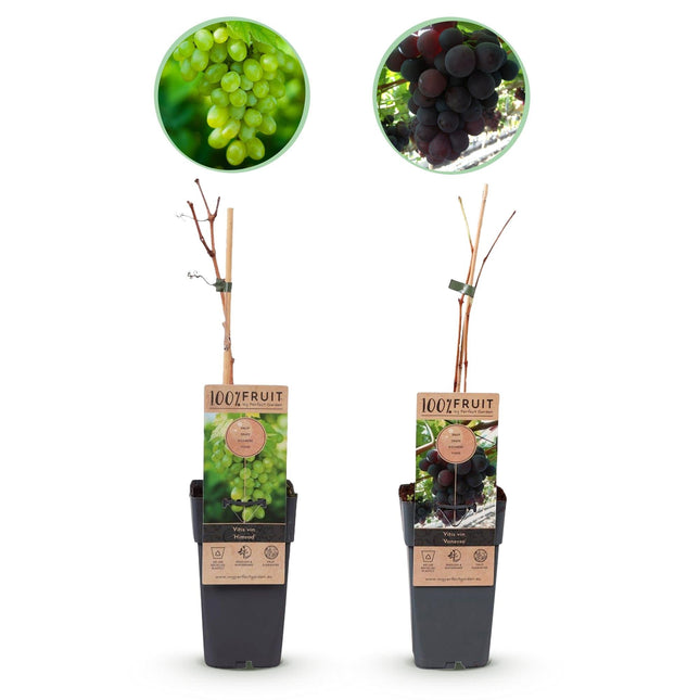 Weinrebe – Vitis vinifera Vanessa & Himrod – Kernlose lila & weiße Trauben – 2 Pflanzen – Obstpflanze – 15cm – Höhe 50cm