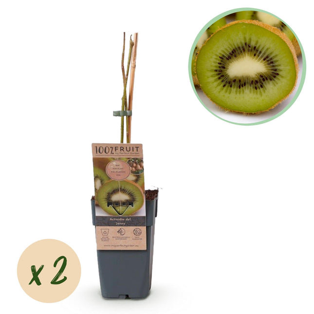 Kiwi Pflanze Actinidia deliciosa 'Jenny' – 2er – Set – Obstpflanze 15cm – ca. 50cm hoch – Selbstfruchtend – Für Garten & Balkon
