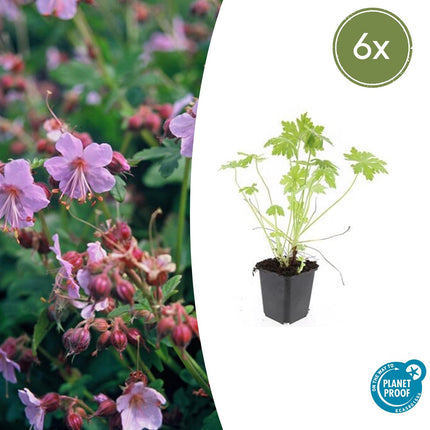 Balkan-Storchschnabel – Geranium macrorrhizum – 6 Pflanzen – Bodendecker – Winterhart – Duftende Blätter – Ø9cm ↕10-25cm
