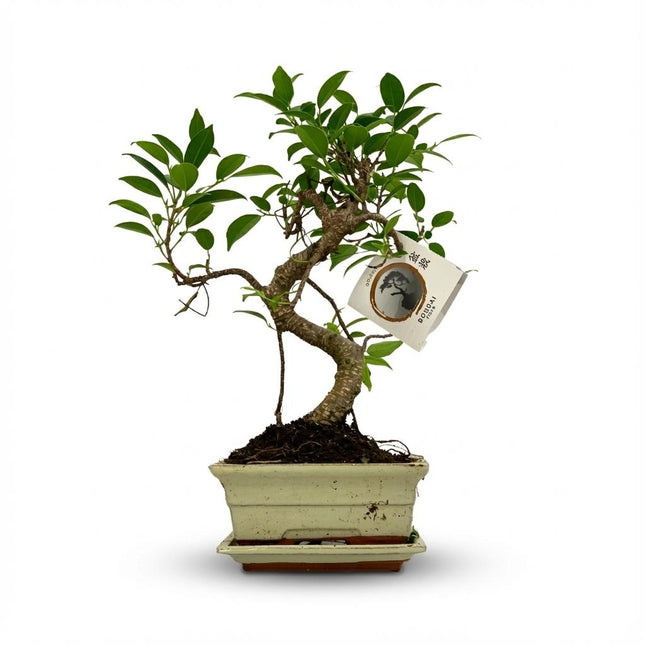 Bonsai Baum Ø15cm Höhe 30-35cm – Klassischer Miniaturbaum mit geschwungenem Stamm – In edler Keramikschale – Dekorative Zimmerpflanze