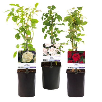 Kletterrose – Rosa Tricolour – Blüte Rosa – Weiß – Rot – 3 Pflanzen – Duftend – Geringer Pflegeaufwand – 11cm – Höhe ca. 40cm