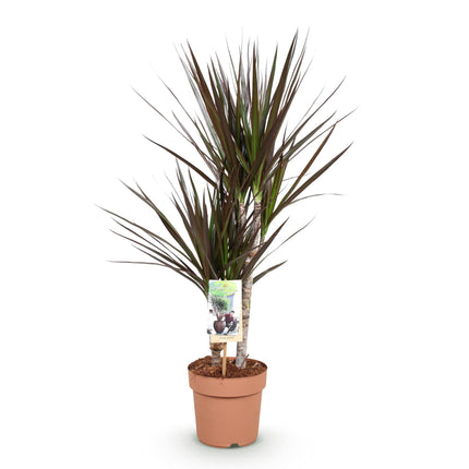 Dracaena Magenta – Drachenblutbaum – 17cm – Höhe 70-80cm – Pflegeleichte rot – grüne Zimmerpflanze mit dekorativen Stängeln für Wohn