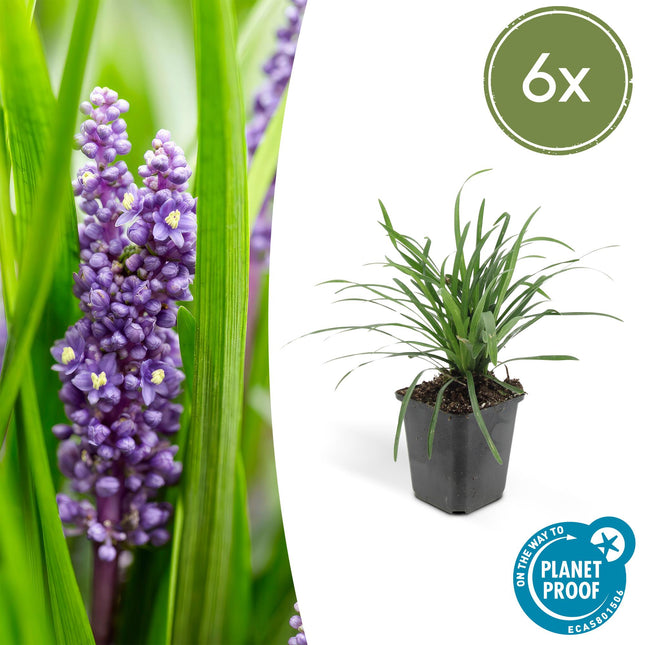 Lilientraube Liriope muscari 'Big Blue' – ↕10-25cm – Ø9cm – 6 Pflanzen – Immergrün, Lila Blüten, Bodendecker, Pflegeleicht, Halbschatten