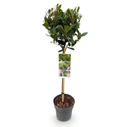 Laurus nobilis Stamm-Pflanze – Immergrüner Lorbeerbaum – Pflegeleicht – Ø19 cm – Höhe ca. 90 cm – Mediterranes Flair für Terrasse & Balkon
