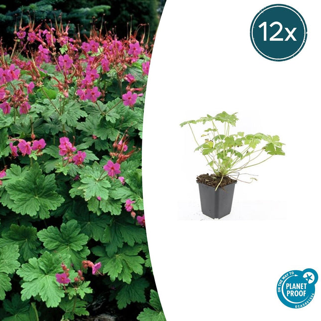 Storchschnabel Geranium macrorrhizum 'Czakor' – ↕10-25cm – Ø9cm – 12 Pflanzen – Robuste Bodendeckerpflanze mit tiefrosa Blüten – Für Beete & schattige Standorte – Winterhart & pflegeleicht